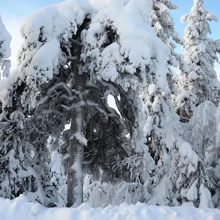 Hjornet - Fulufjellets Nasjonalparker - Sno - Alpint - Langrenn - Snoscooter Appartement
